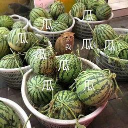 娱乐吃瓜壁纸高清,捕捉娱乐圈瞬间精彩  第2张