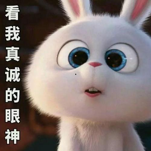娱乐吃瓜酱 兔 圆 圆,揭秘兔圆圆的爆笑日常  第2张